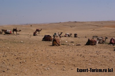Верблюды у подножия пирамид в Гизе