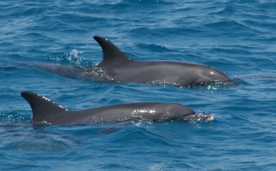 Красное море, дельфины