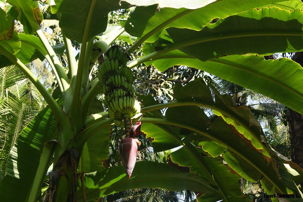 Банан это трава фрукт овощ или ягода. Растение банановое дерево. Банановая Пальма Индия. Банановое дерево однолетнее. Бананы растут.