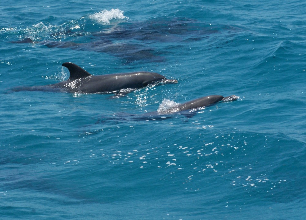 Дельфины, Красное море, Египет
